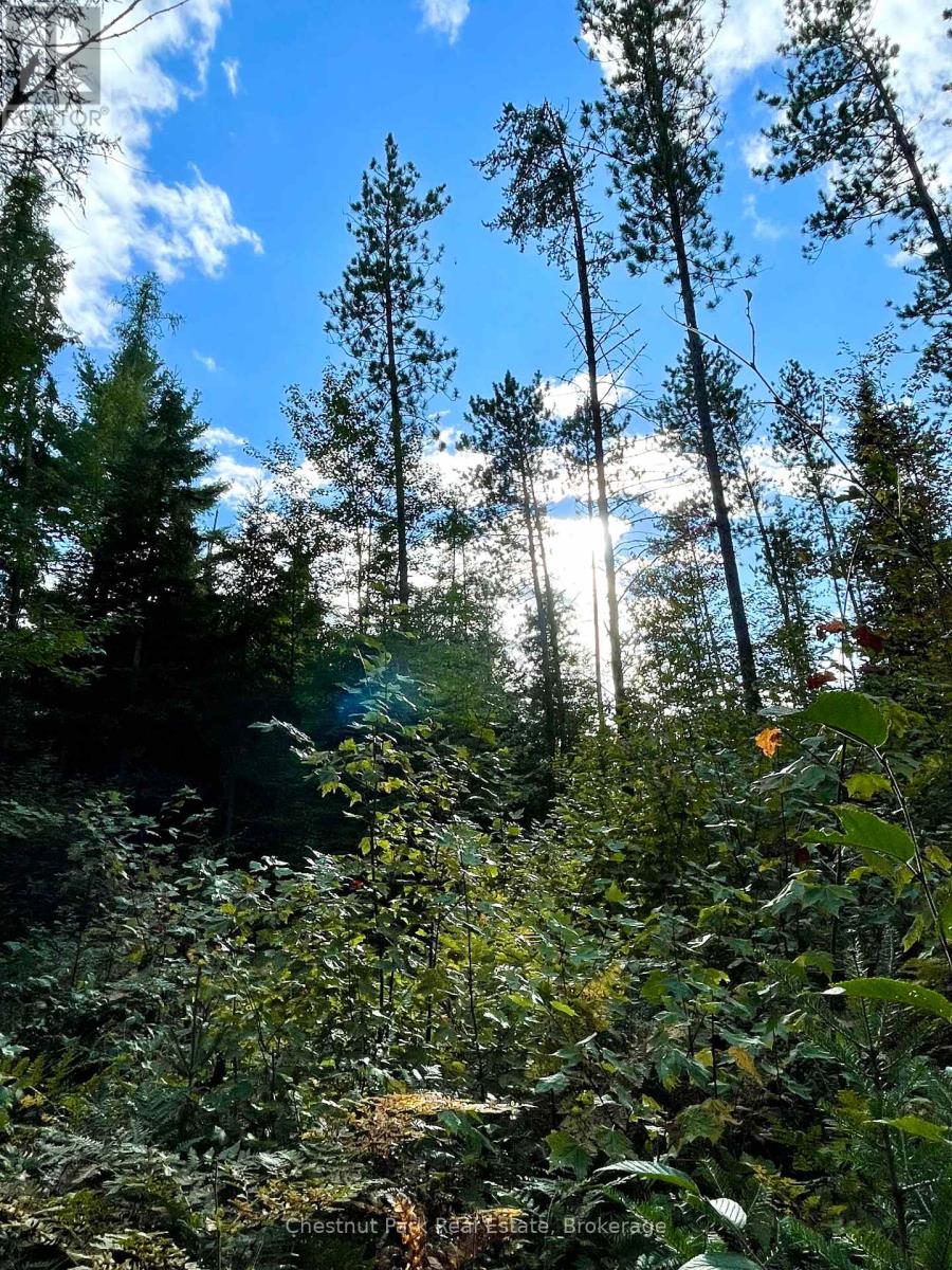 0 Cardwell Lake Road, Huntsville (Stisted), Ontario  P0B 1M0 - Photo 22 - X12908454