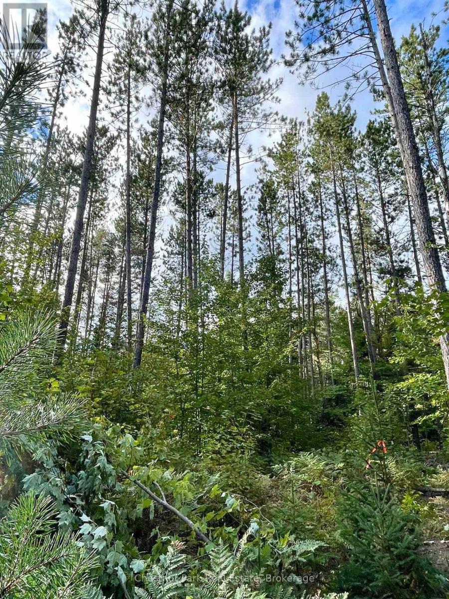 0 Cardwell Lake Road, Huntsville (Stisted), Ontario  P0B 1M0 - Photo 23 - X12908454