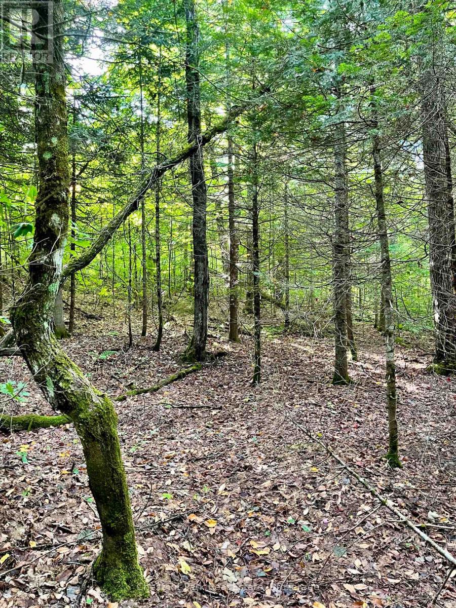 0 Cardwell Lake Road, Huntsville (Stisted), Ontario  P0B 1M0 - Photo 24 - X12908454