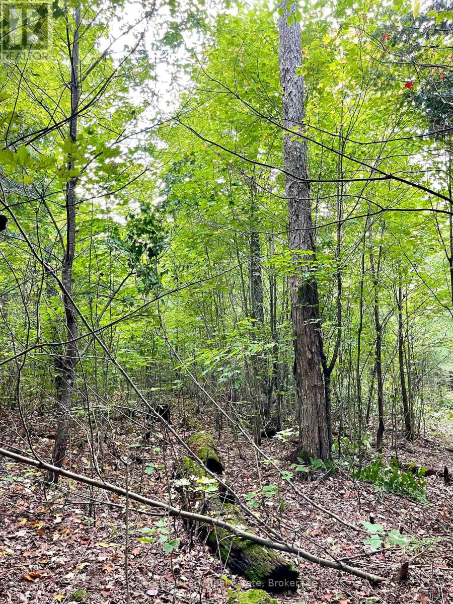 0 Cardwell Lake Road, Huntsville (Stisted), Ontario  P0B 1M0 - Photo 25 - X12908454