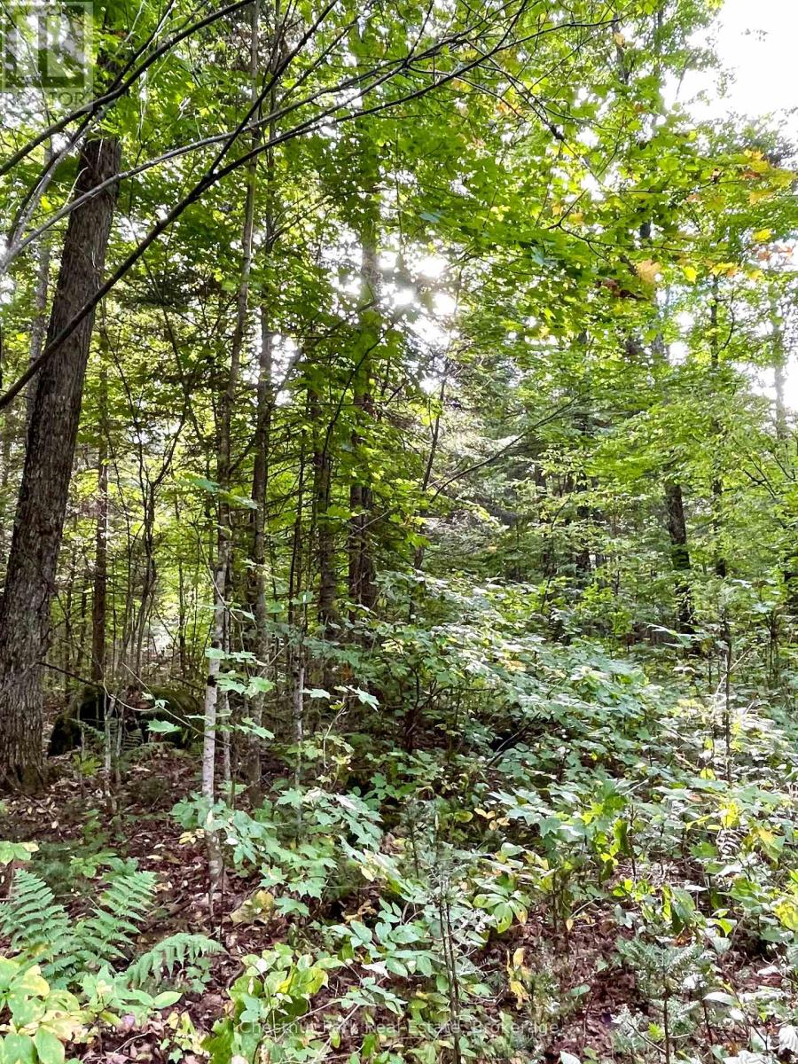 0 Cardwell Lake Road, Huntsville (Stisted), Ontario  P0B 1M0 - Photo 27 - X12908454