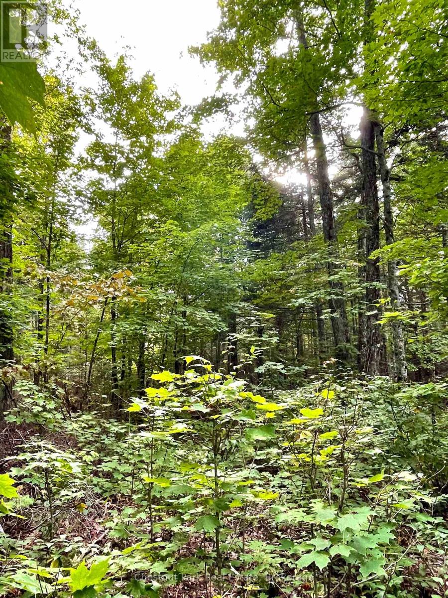 0 Cardwell Lake Road, Huntsville (Stisted), Ontario  P0B 1M0 - Photo 28 - X12908454