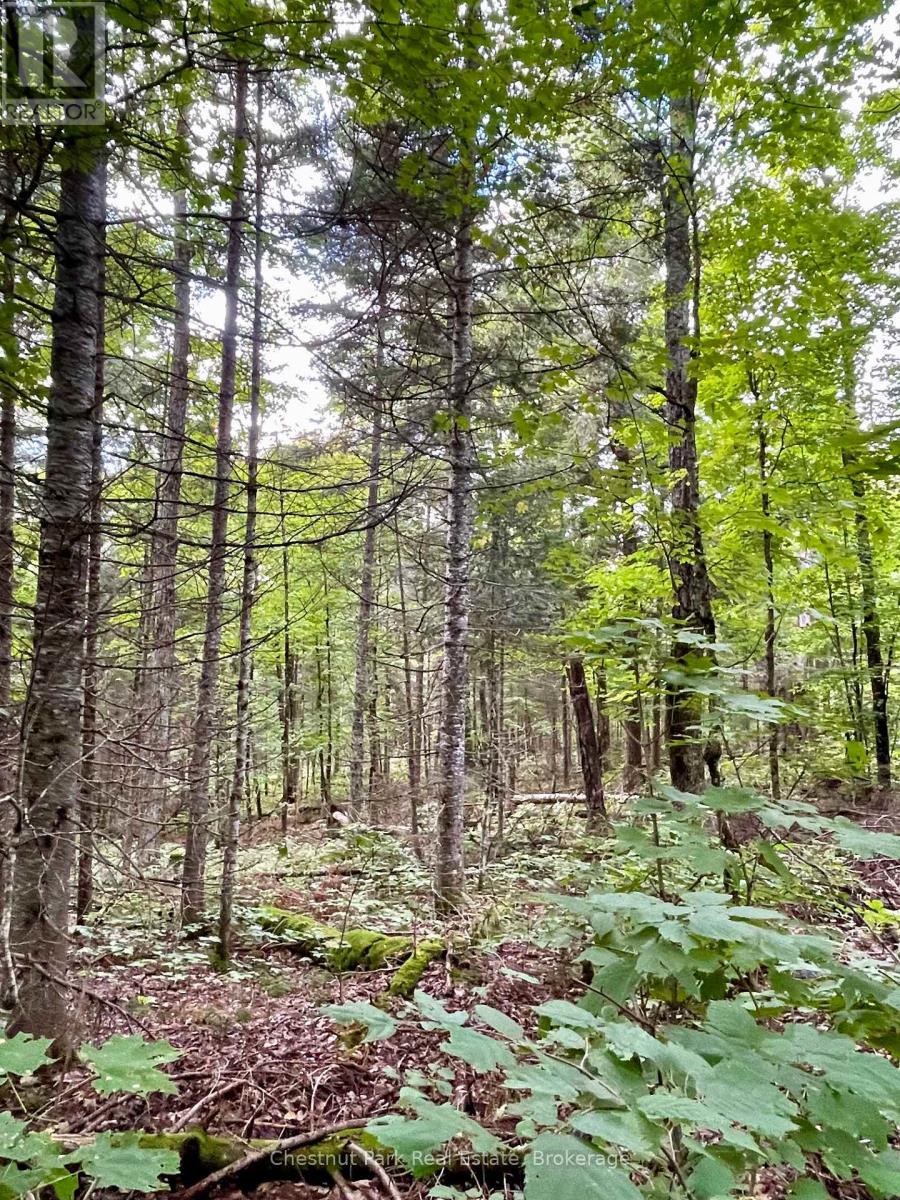 0 Cardwell Lake Road, Huntsville (Stisted), Ontario  P0B 1M0 - Photo 29 - X12908454