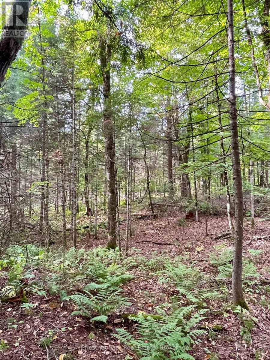 0 Cardwell Lake Road, Huntsville (Stisted), Ontario  P0B 1M0 - Photo 30 - X12908454