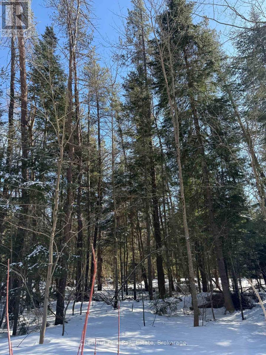 0 Cardwell Lake Road, Huntsville (Stisted), Ontario  P0B 1M0 - Photo 37 - X12908454