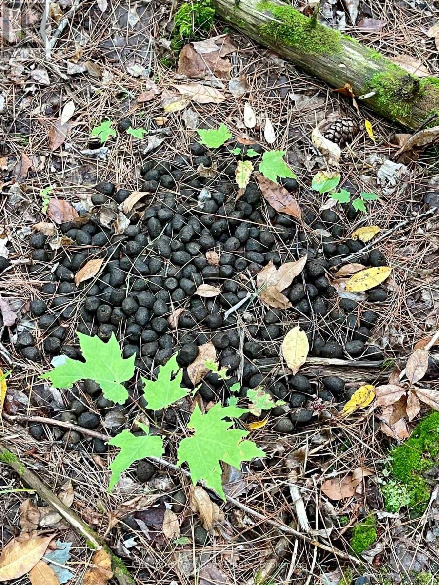 0 Cardwell Lake Road, Huntsville (Stisted), Ontario  P0B 1M0 - Photo 39 - X12908454