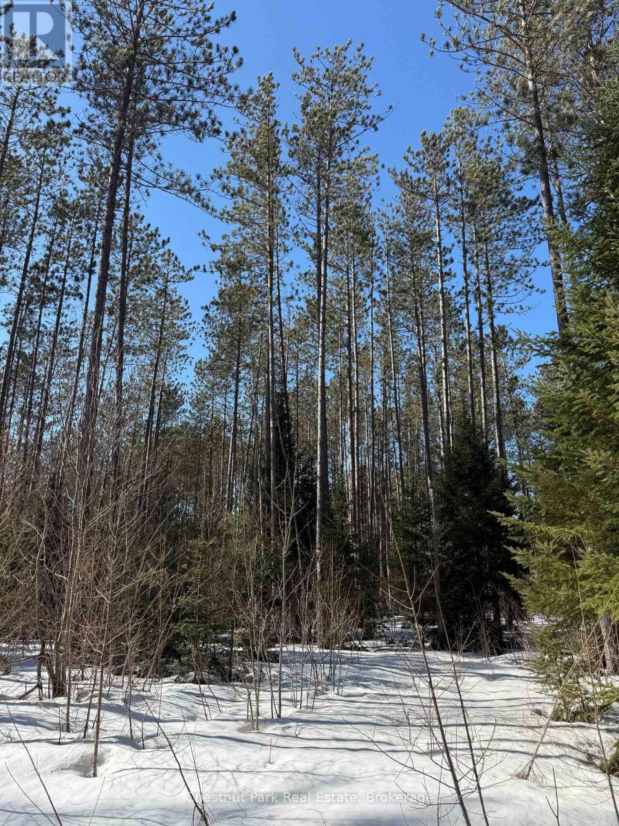 0 Cardwell Lake Road, Huntsville (Stisted), Ontario  P0B 1M0 - Photo 6 - X12908454