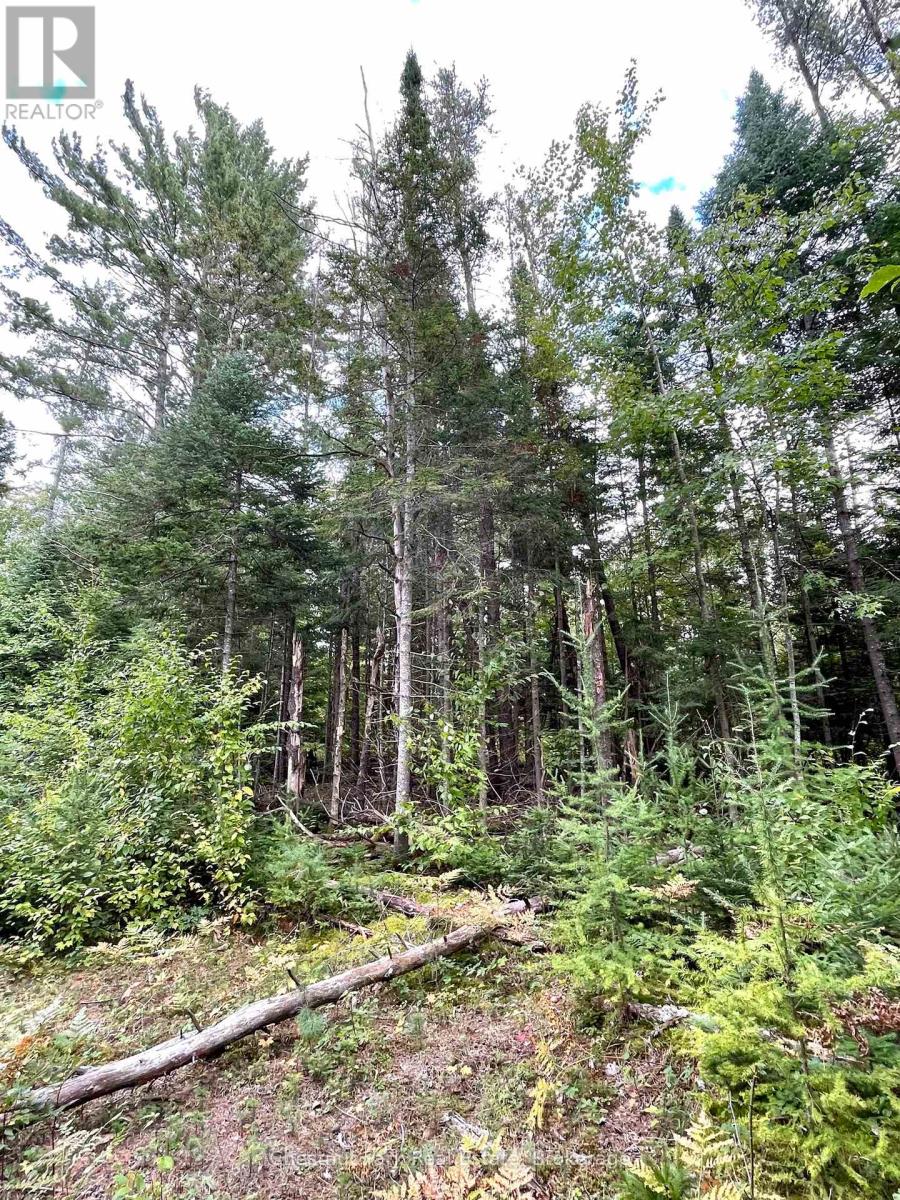0 Cardwell Lake Road, Huntsville (Stisted), Ontario  P0B 1M0 - Photo 9 - X12908454