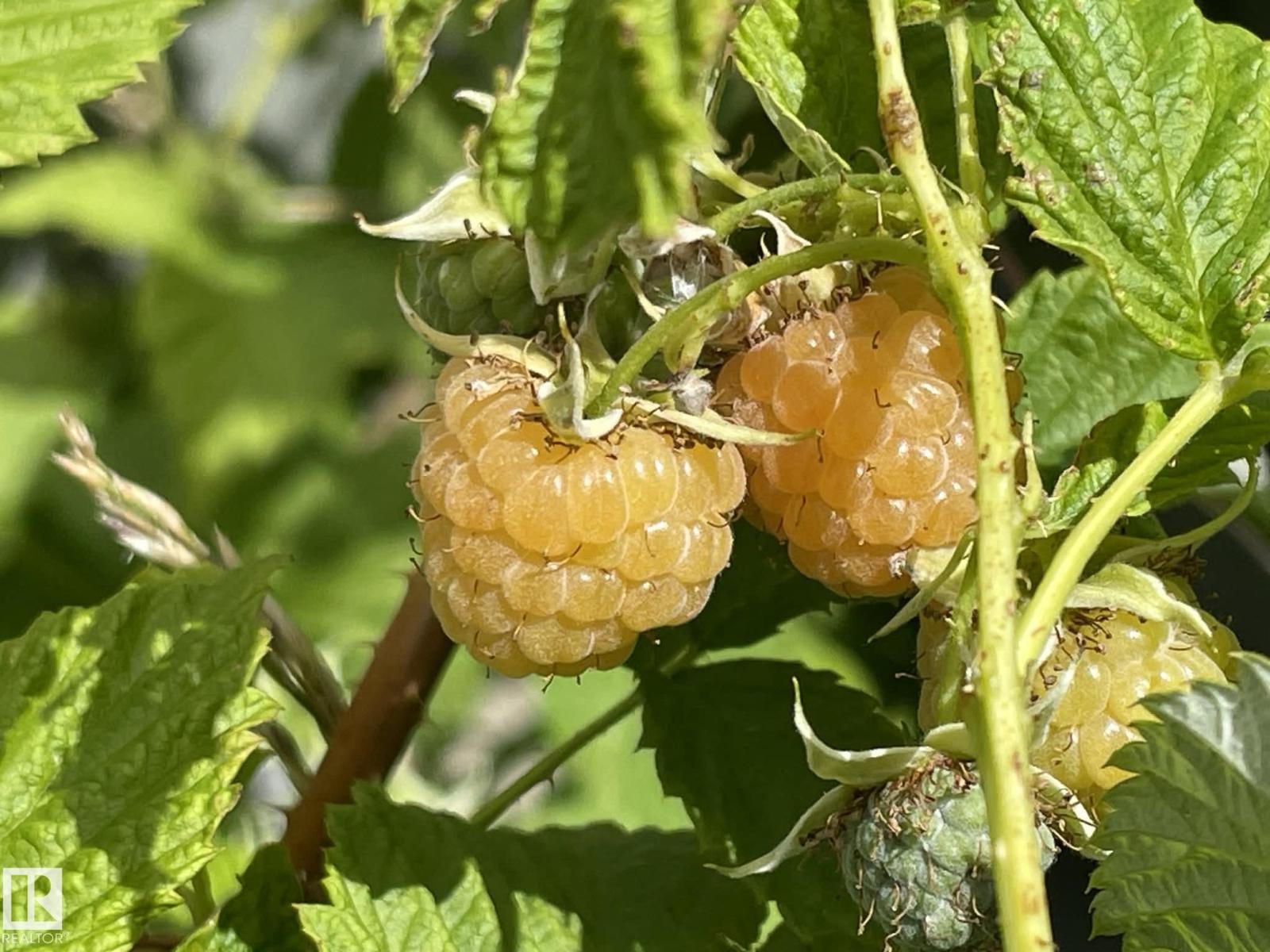 4606 Labrador Rd, Cold Lake, Alberta  T9M 0C6 - Photo 33 - E4478685