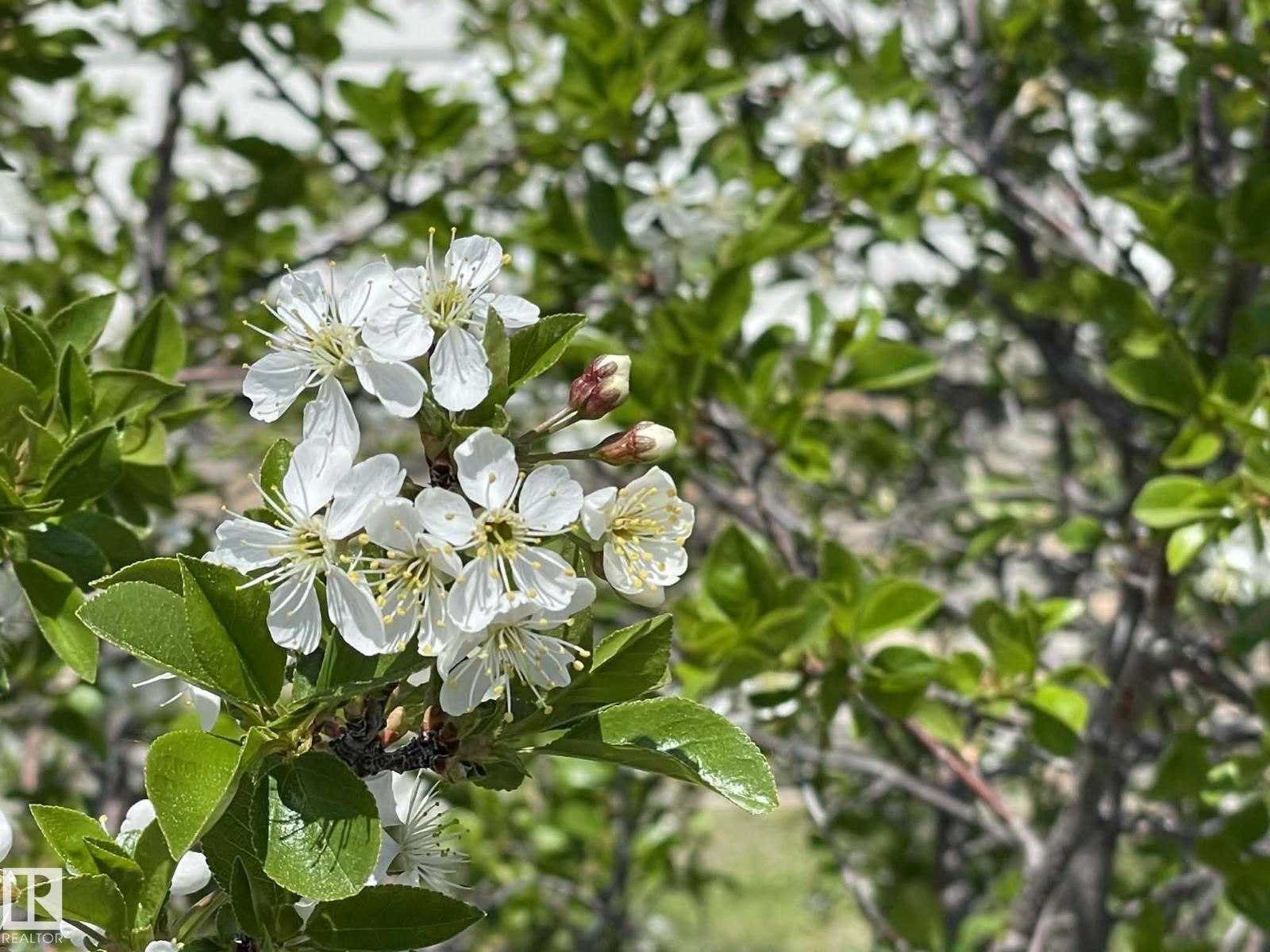 4606 Labrador Rd, Cold Lake, Alberta  T9M 0C6 - Photo 31 - E4478685