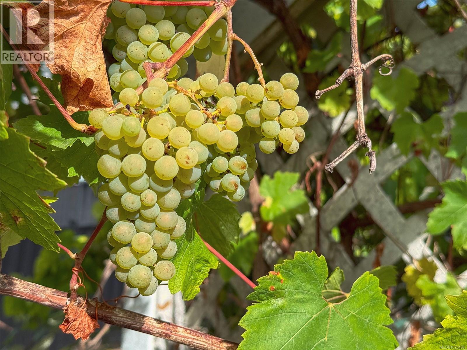 4927 Neill St, Port Alberni, British Columbia  V9Y 1C8 - Photo 66 - 1029498