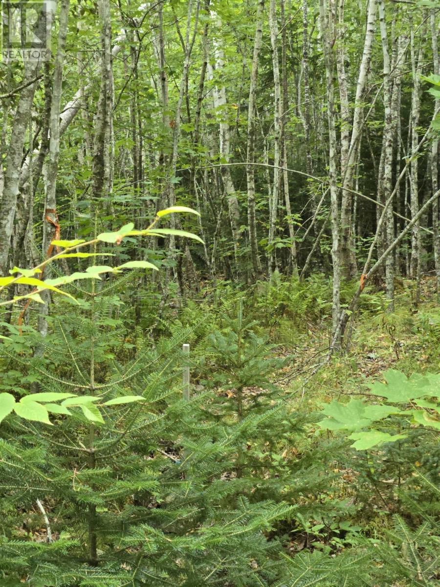 5 Lot 5 Lochiel Lake (West Side), Lochiel Lake, Nova Scotia  B2G 2L3 - Photo 2 - 202605184