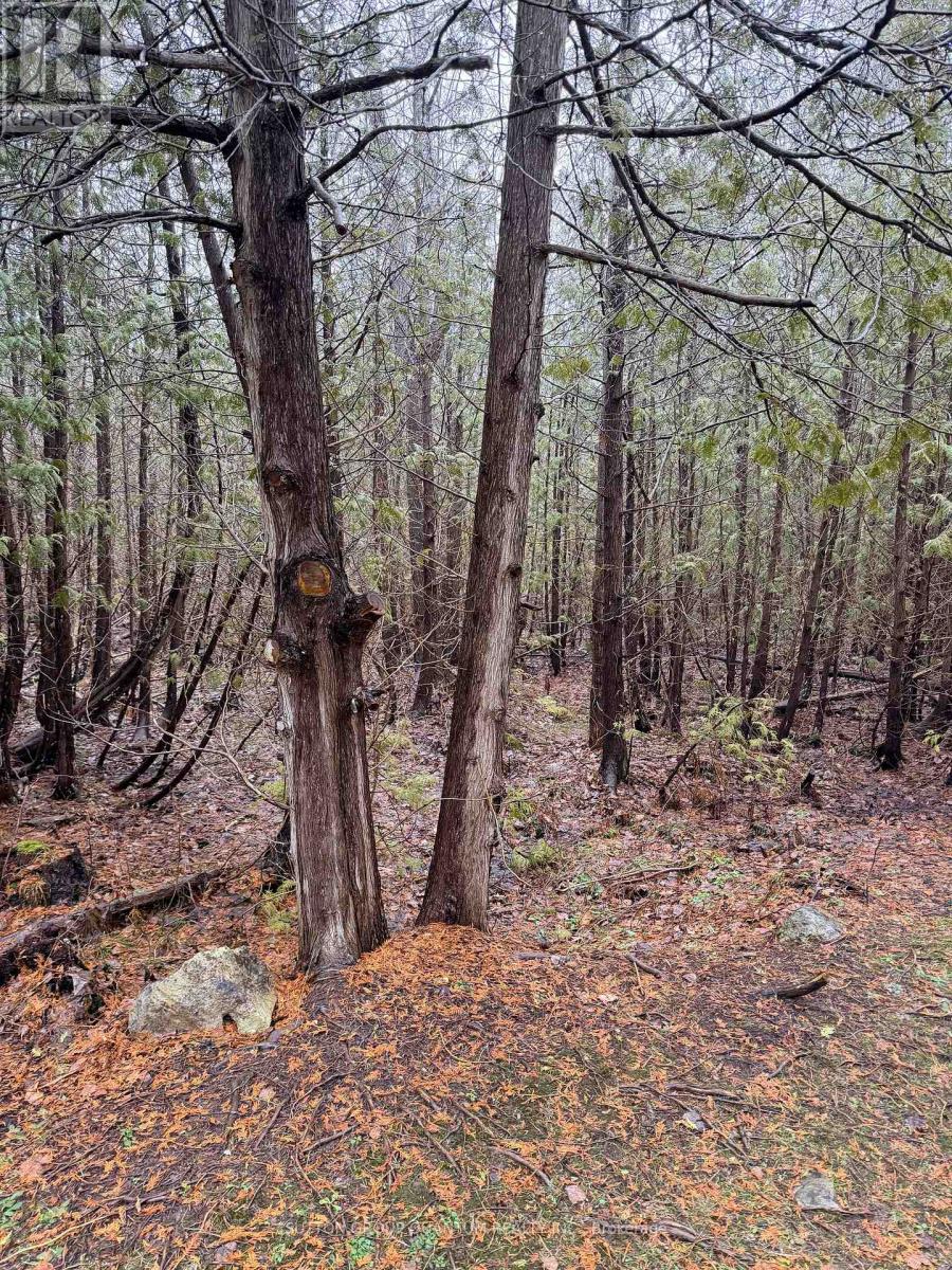 506 11th Con Road E, Hamilton, Ontario  L8B 1J1 - Photo 28 - X12915282