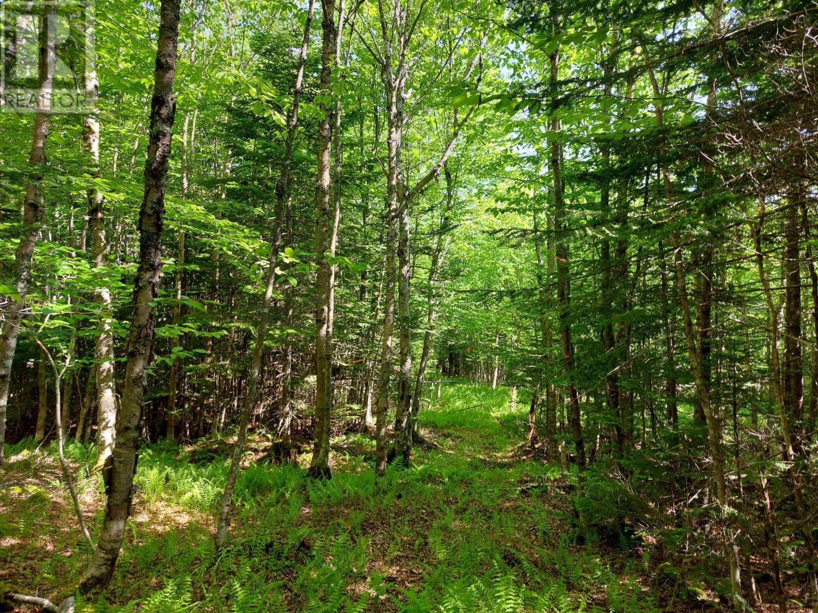 Lot 9 Leo's Lane, Roberta, Nova Scotia  B0E 3K0 - Photo 7 - 202605354