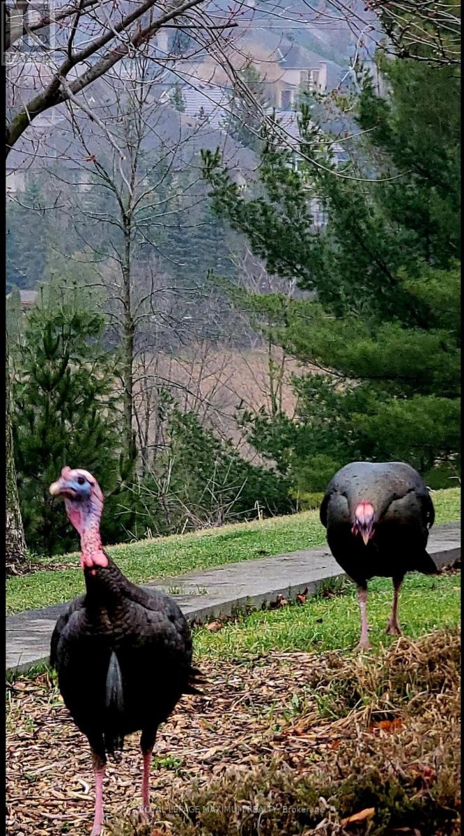 50 Panorama Crescent, Vaughan, Ontario  L4H 1J9 - Photo 15 - N12917024