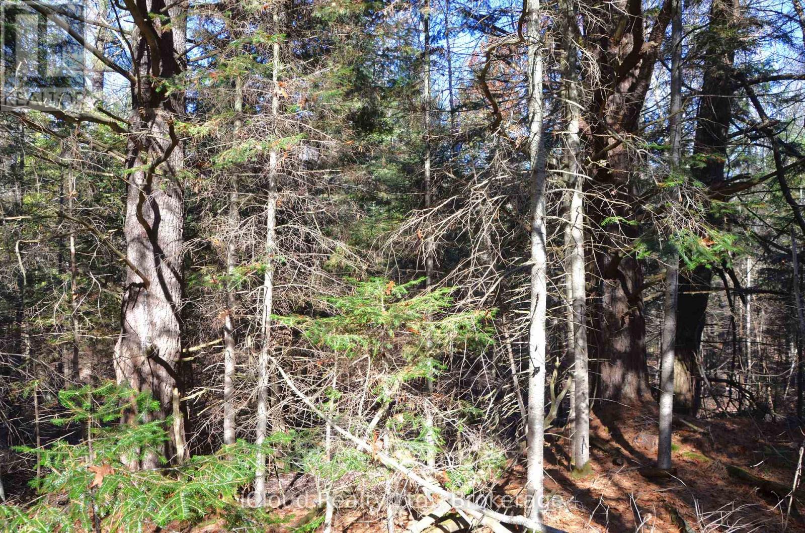 3 Parker Bay Road, Whitestone, Ontario  P0G 1G0 - Photo 6 - X12913728