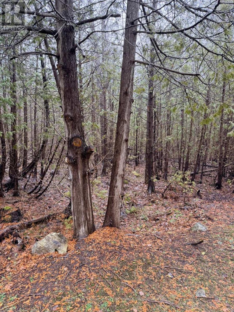 506 11th Concession Road E, Hamilton, Ontario  L8B 1J1 - Photo 42 - X12915282