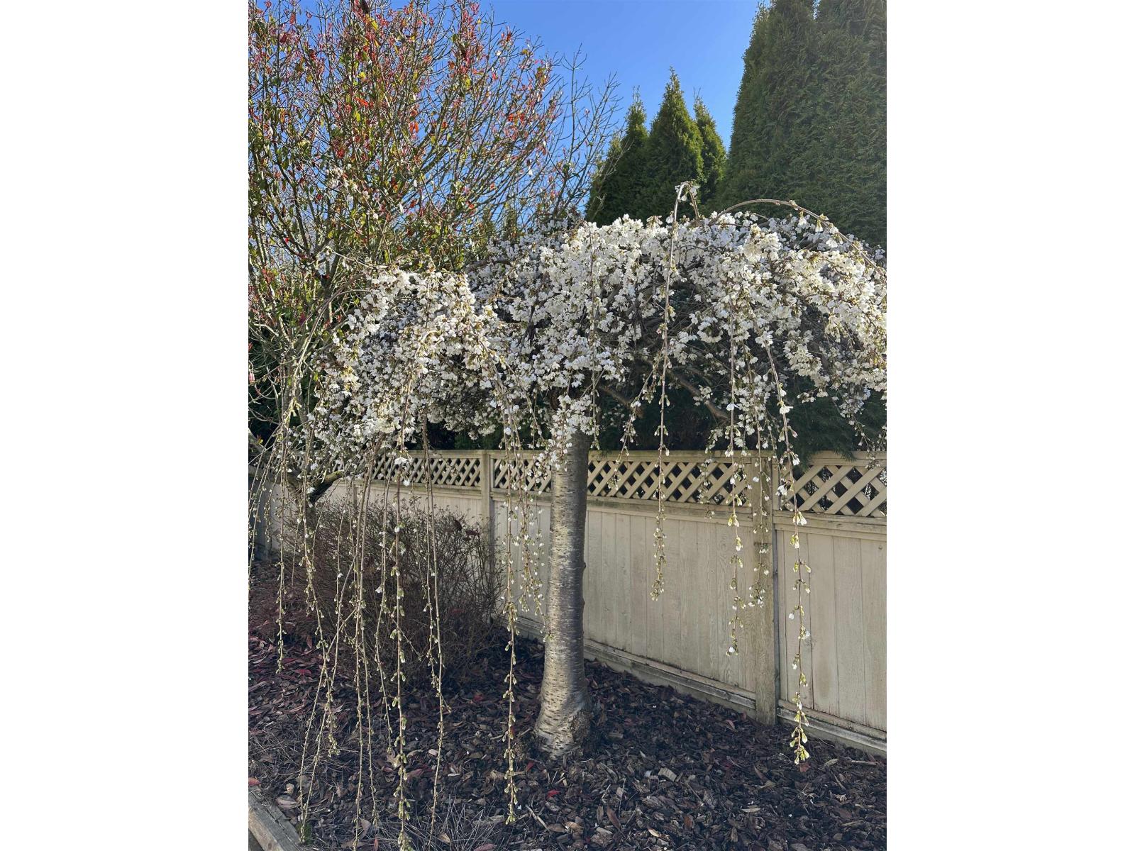 14076 19a Avenue, Surrey, British Columbia V4A 7Z6 - Photo 37 - R3100940