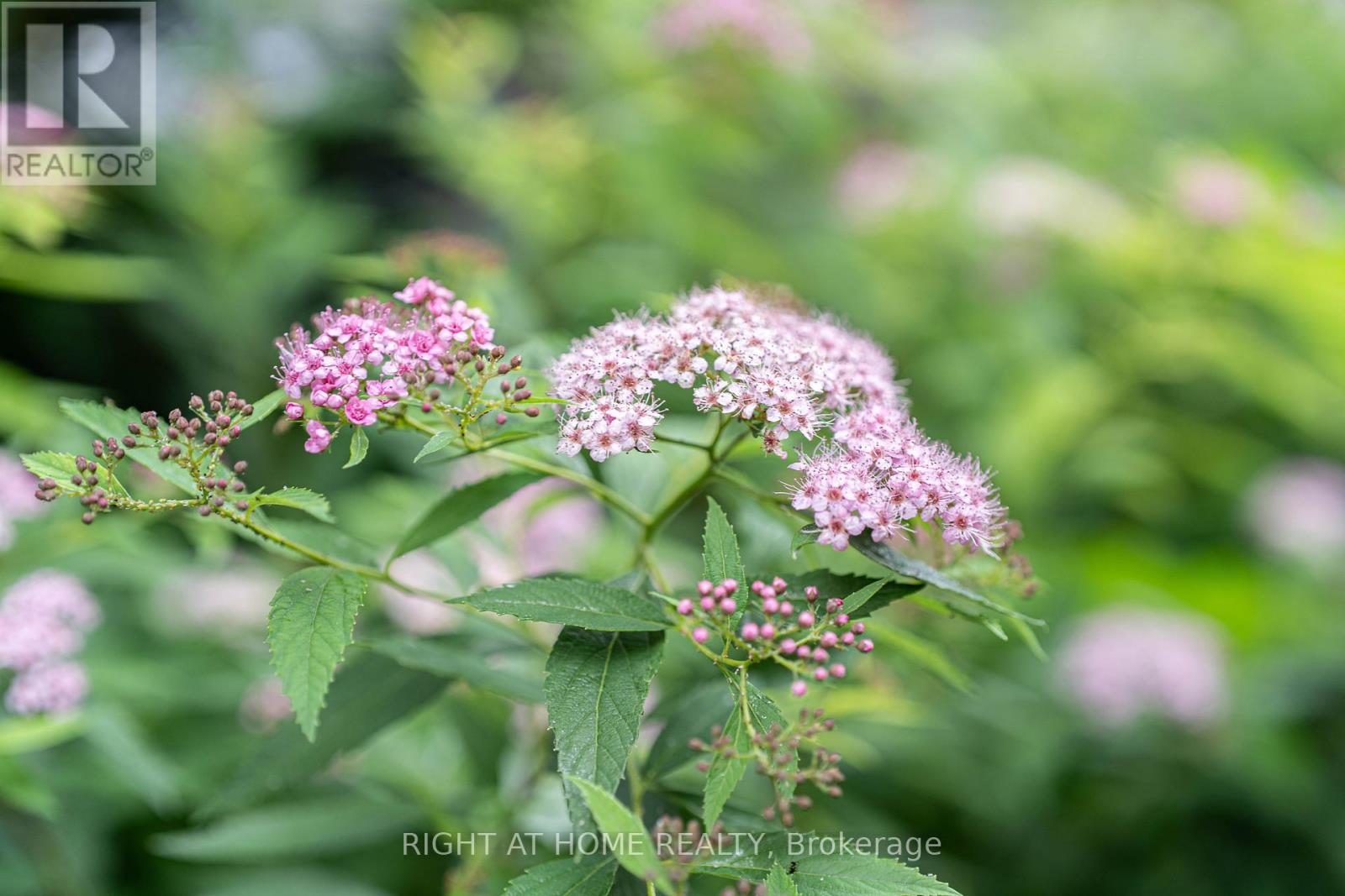 26 - 39 Drewry Avenue, Toronto, Ontario  M2M 0B4 - Photo 23 - C12846172