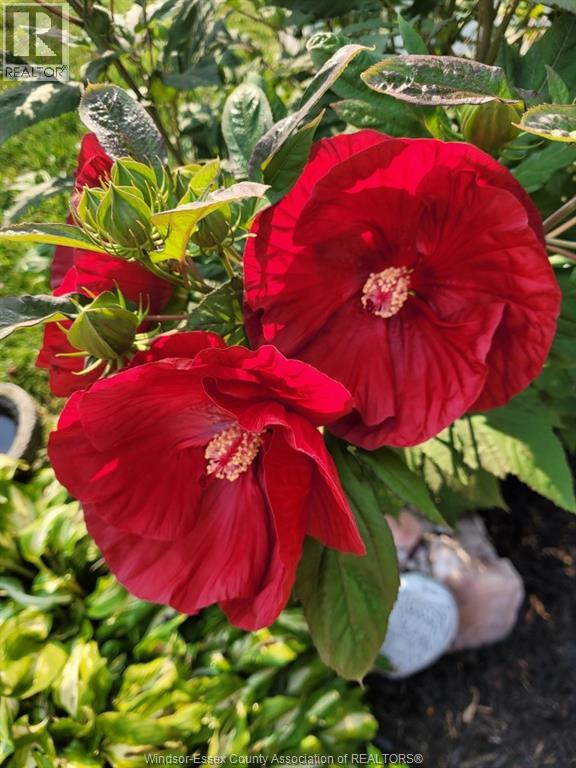 263 Road 11, Kingsville, Ontario  N0R 1V0 - Photo 40 - 26001161