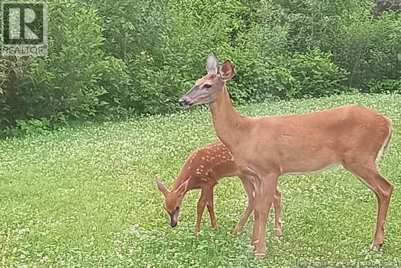 16 Modeste, Trois Ruisseaux, New Brunswick  E4N 2X3 - Photo 27 - NB135632