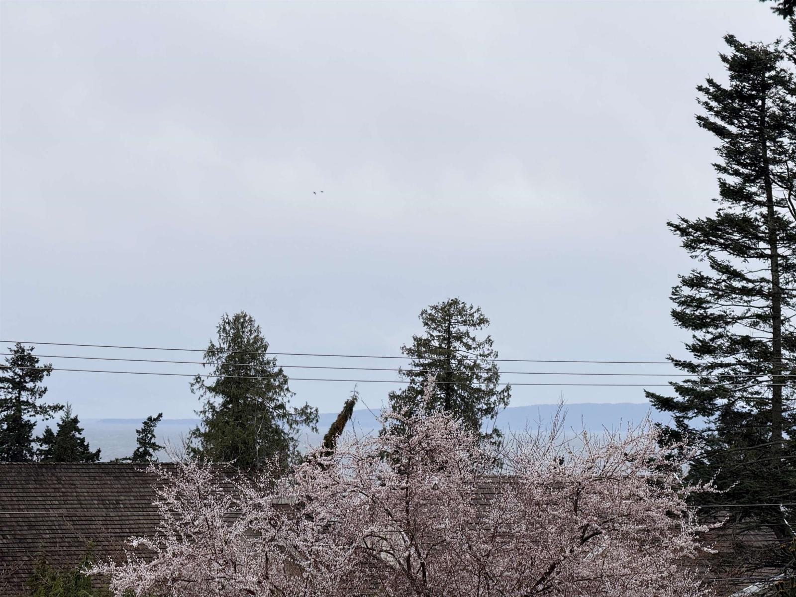 13512 14 Avenue, White Rock, British Columbia  V4A 5H5 - Photo 36 - R3097949