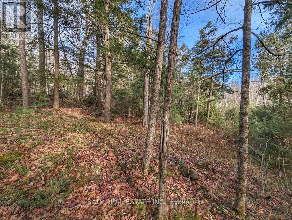 Lorem Ipsum Dolor Sit, Havelock-Belmont-Methuen, Ontario  K0L  - Photo 10 - DEMO29522043