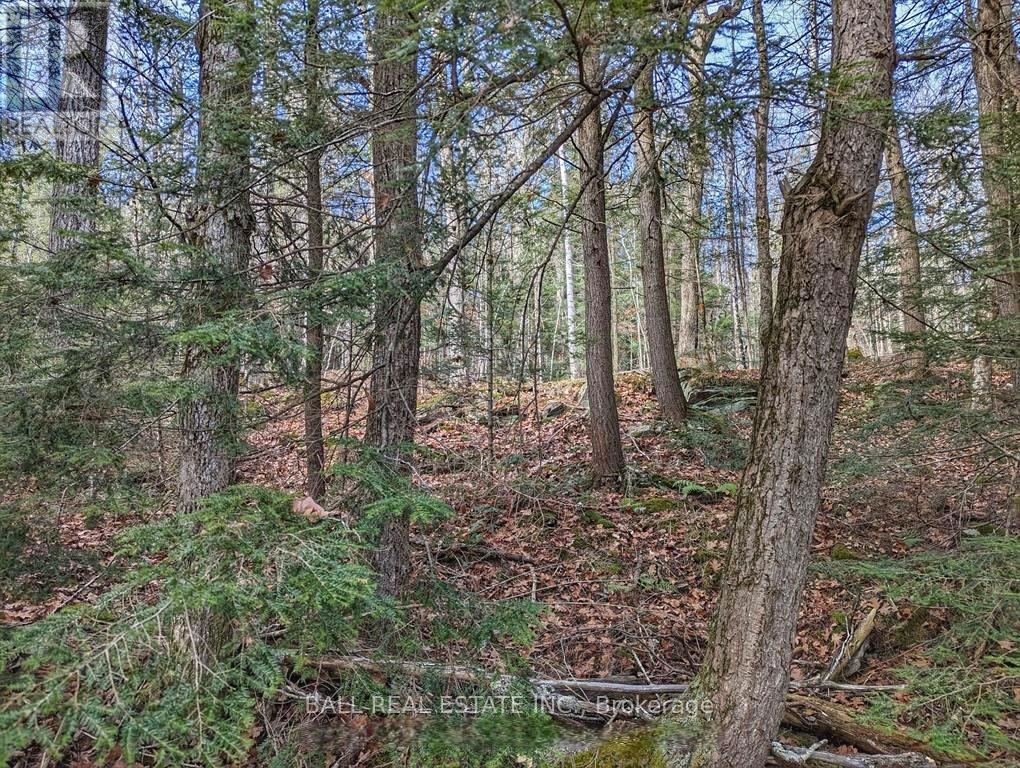 Lorem Ipsum Dolor Sit, Havelock-Belmont-Methuen, Ontario  K0L  - Photo 11 - DEMO29522043