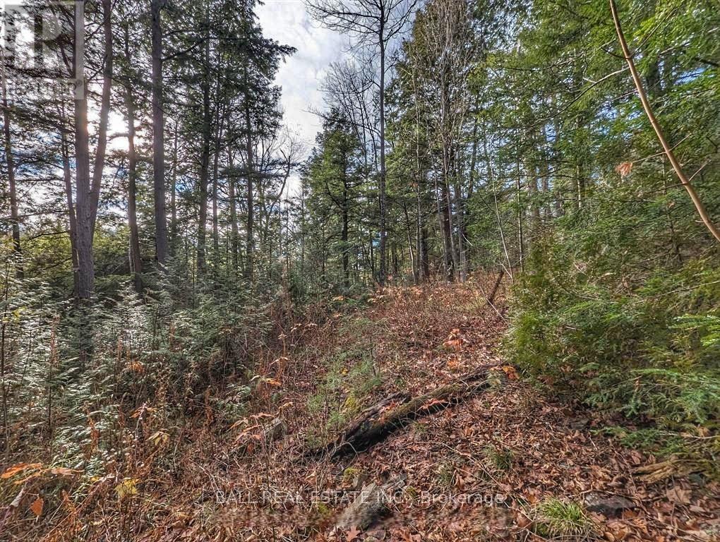 Lorem Ipsum Dolor Sit, Havelock-Belmont-Methuen, Ontario  K0L  - Photo 12 - DEMO29522043