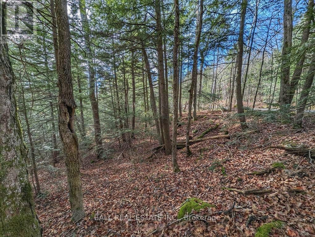 Lorem Ipsum Dolor Sit, Havelock-Belmont-Methuen, Ontario  K0L  - Photo 14 - DEMO29522043