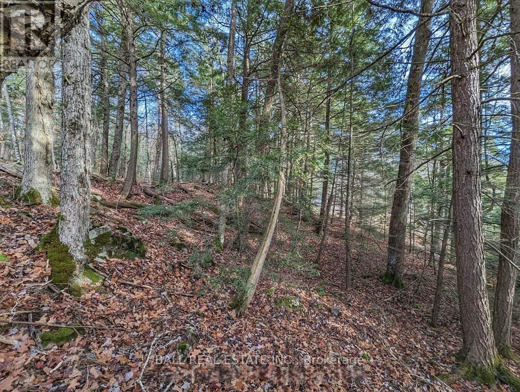 Lorem Ipsum Dolor Sit, Havelock-Belmont-Methuen, Ontario  K0L  - Photo 9 - DEMO29522043