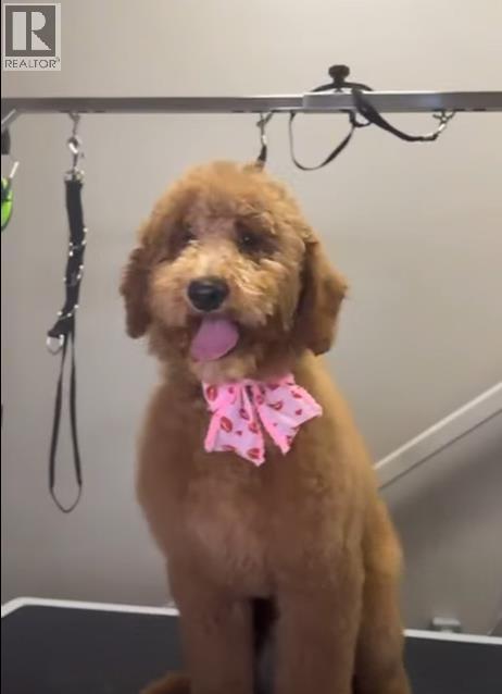 567 Calgary Pet Store With Grooming Place, Calgary, Alberta  T3M 0G5 - Photo 3 - A2280857