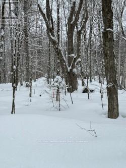 0 Providence Drive, Algonquin Highlands, Ontario K0M 1S0 - Photo 7 - X12929084