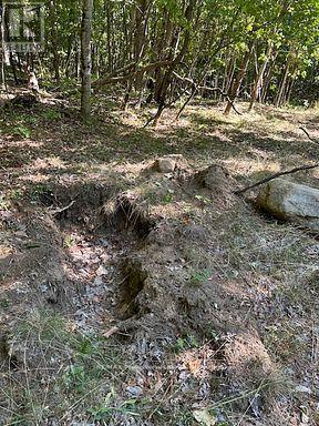 2875 County Road 21 Road, Minden Hills, Ontario  K0M 2K0 - Photo 12 - X12930394