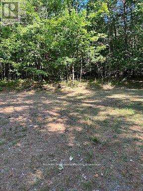 2875 County Road 21 Road, Minden Hills, Ontario  K0M 2K0 - Photo 8 - X12930394