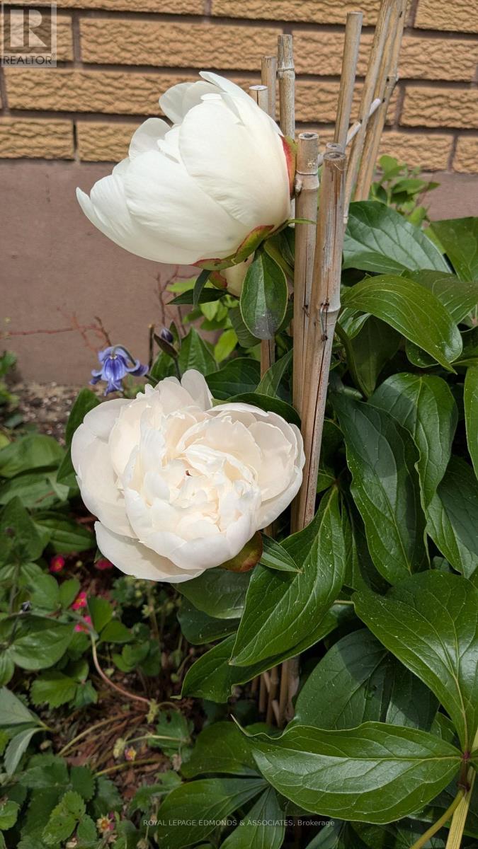 87 Dickson Street, Pembroke, Ontario  K8A 2W8 - Photo 37 - X12934140