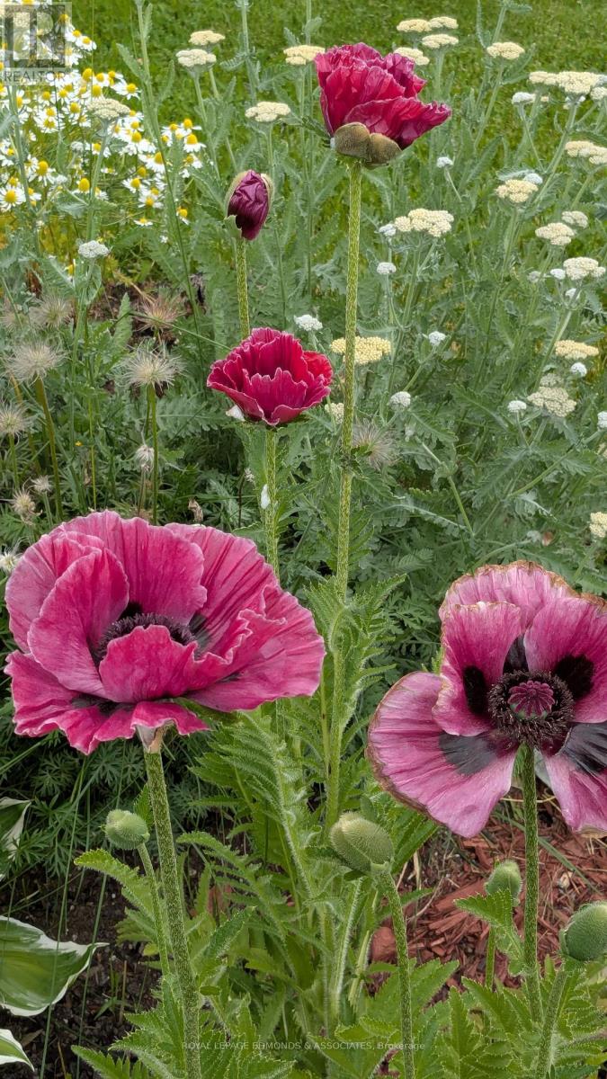 87 Dickson Street, Pembroke, Ontario  K8A 2W8 - Photo 39 - X12934140