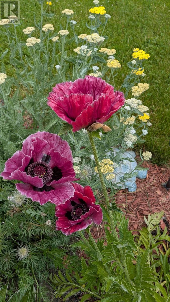 87 Dickson Street, Pembroke, Ontario  K8A 2W8 - Photo 40 - X12934140