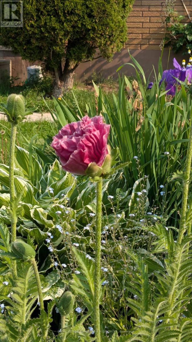 87 Dickson Street, Pembroke, Ontario  K8A 2W8 - Photo 41 - X12934140