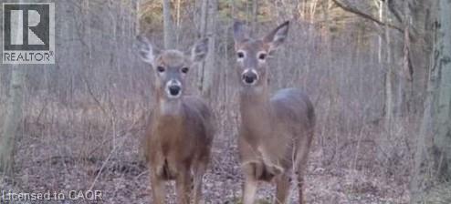 Na Vaughan Road, West Lincoln, Ontario  L0R 1C0 - Photo 3 - 40816053