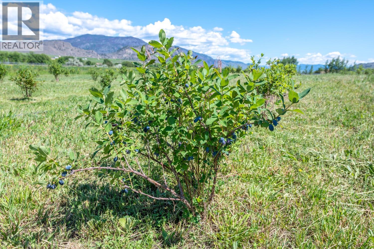 294 Road 18 Road, Oliver, British Columbia V0H 1T1 - Photo 31 - 10367463