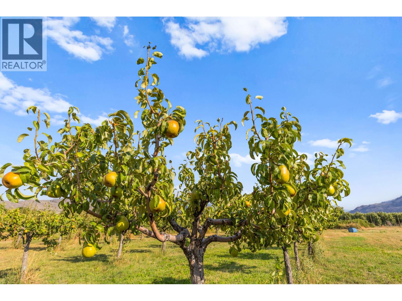 294 Road 18 Road, Oliver, British Columbia V0H 1T1 - Photo 67 - 10367463