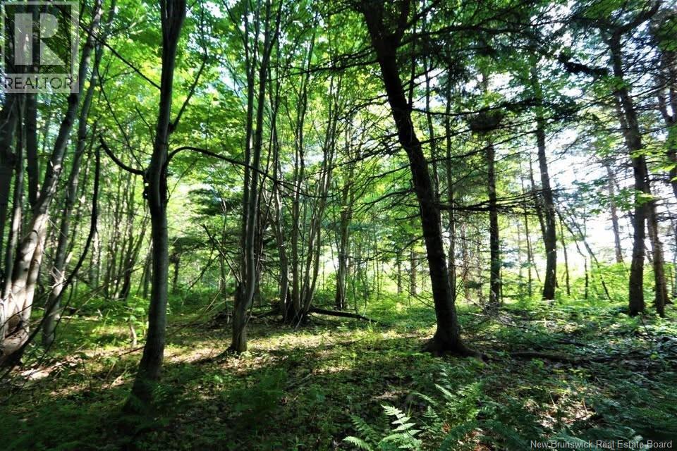 Lot 02-5 Renauds Mills Road, Saint-Antoine, New Brunswick  E4V 2X7 - Photo 32 - NB135747