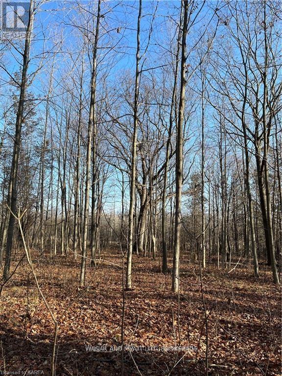 .. Bridge Street W, Greater Napanee, Ontario  K7R 3L1 - Photo 5 - X12939898