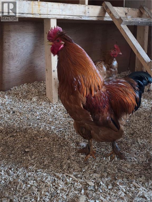 10105 Route 105, Beechwood, New Brunswick  E7J 2A5 - Photo 36 - NB136146