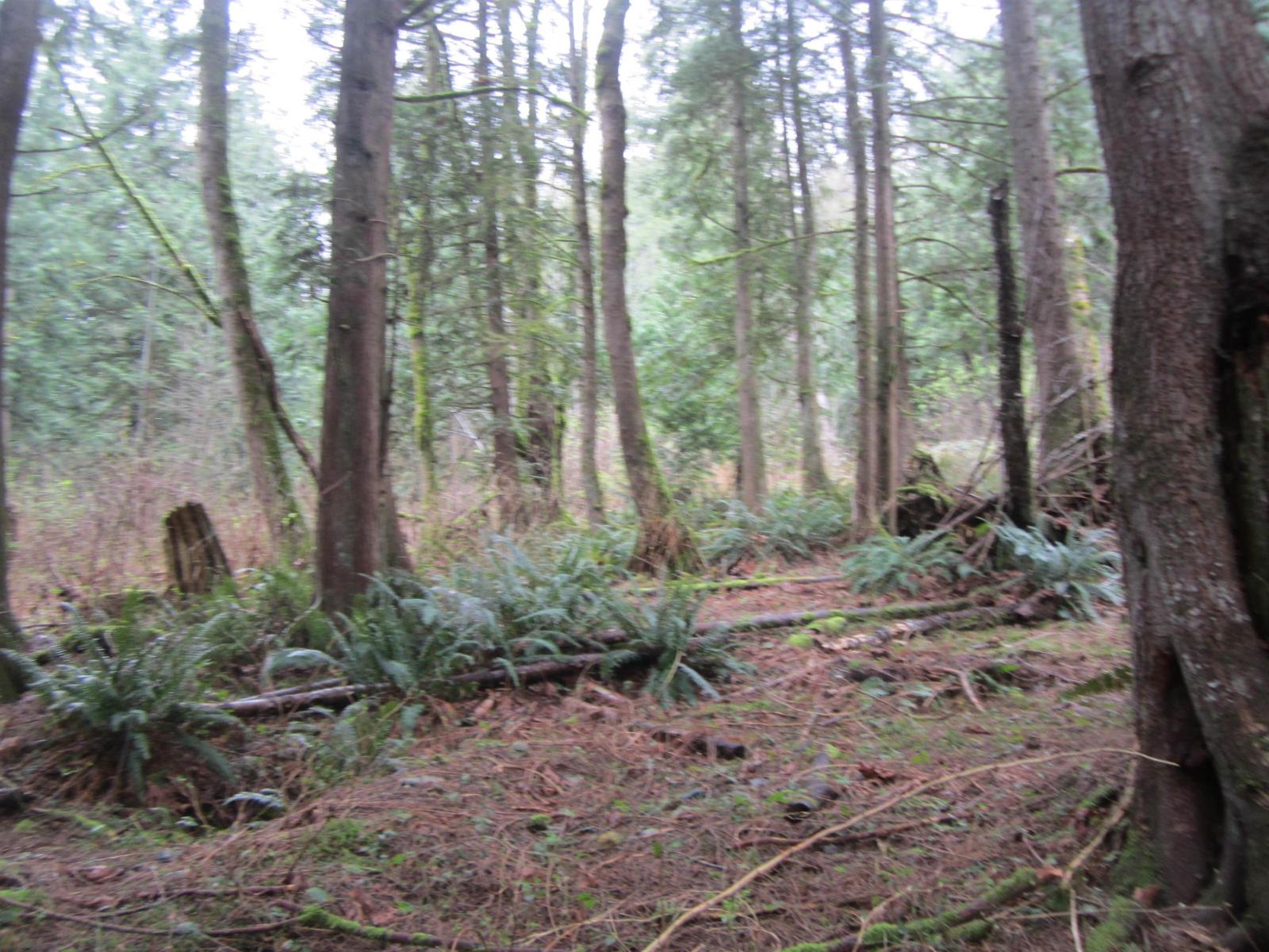 11121 Barnes Road, Mission, British Columbia  V0M 1G0 - Photo 4 - R3074795