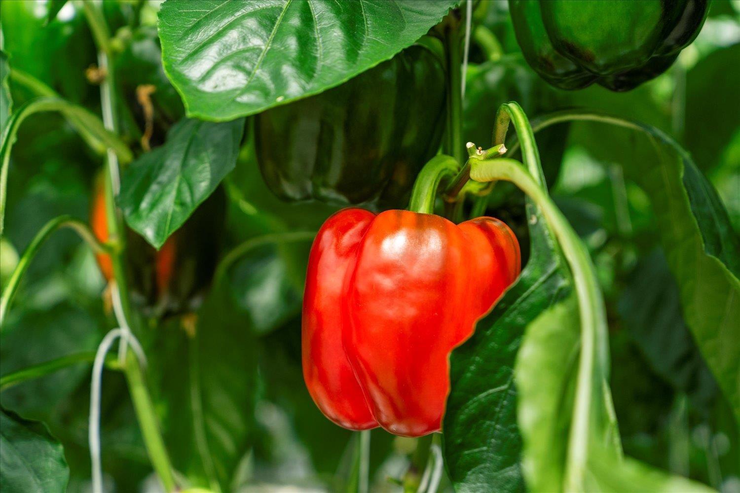 1501 Johnson Road, Agassiz, Agassiz, British Columbia V0M 1A2 - Photo 18 - C8077466