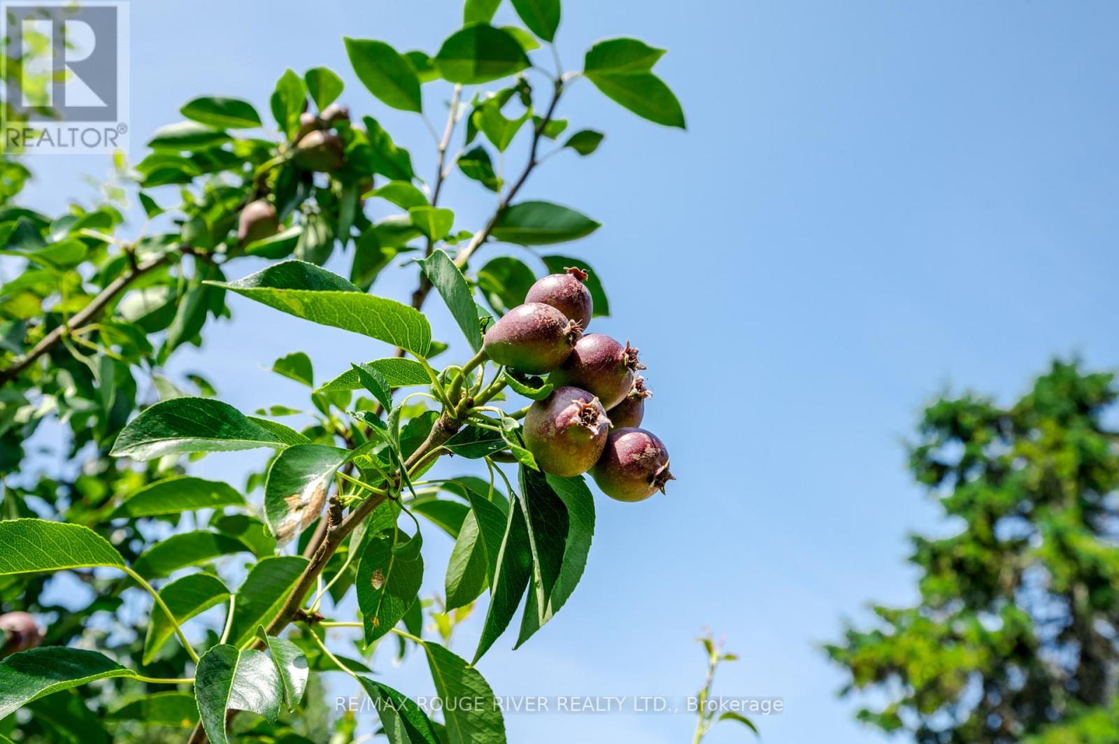 875 Westwood Crescent, Cobourg, Ontario  K9A 5B3 - Photo 39 - X12943474