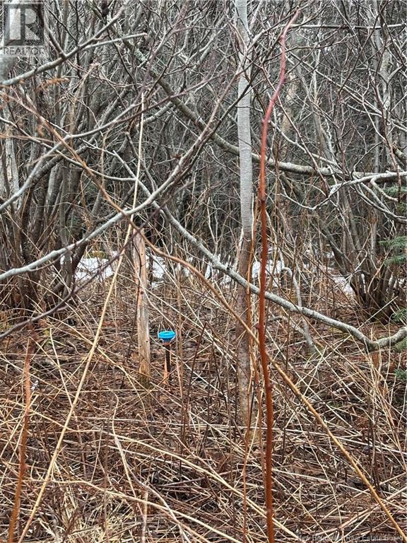 Mink Brook Road, Lepreau, New Brunswick  E5J 1K7 - Photo 13 - NB134050