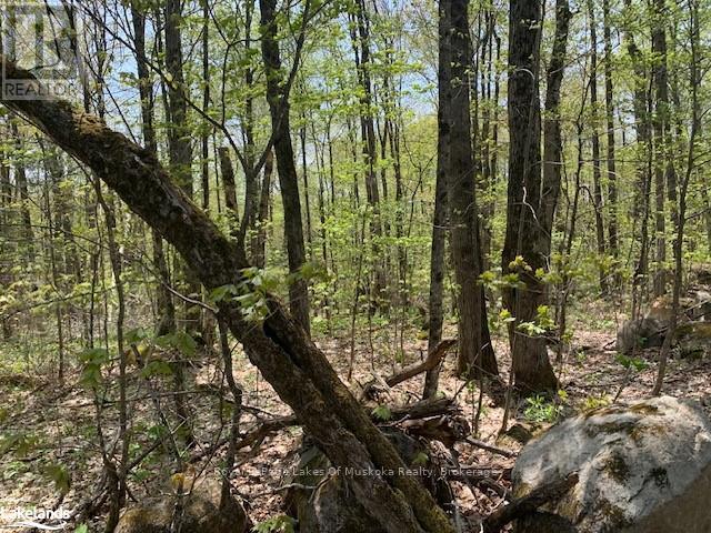 2376 South Horn Lake Road, Ryerson, Ontario P0A 1L0 - Photo 2 - X12946224